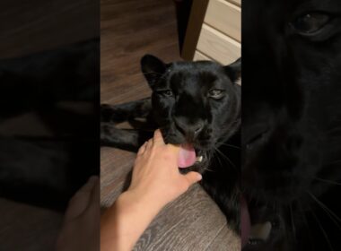 How to give a pill to a panther 😁