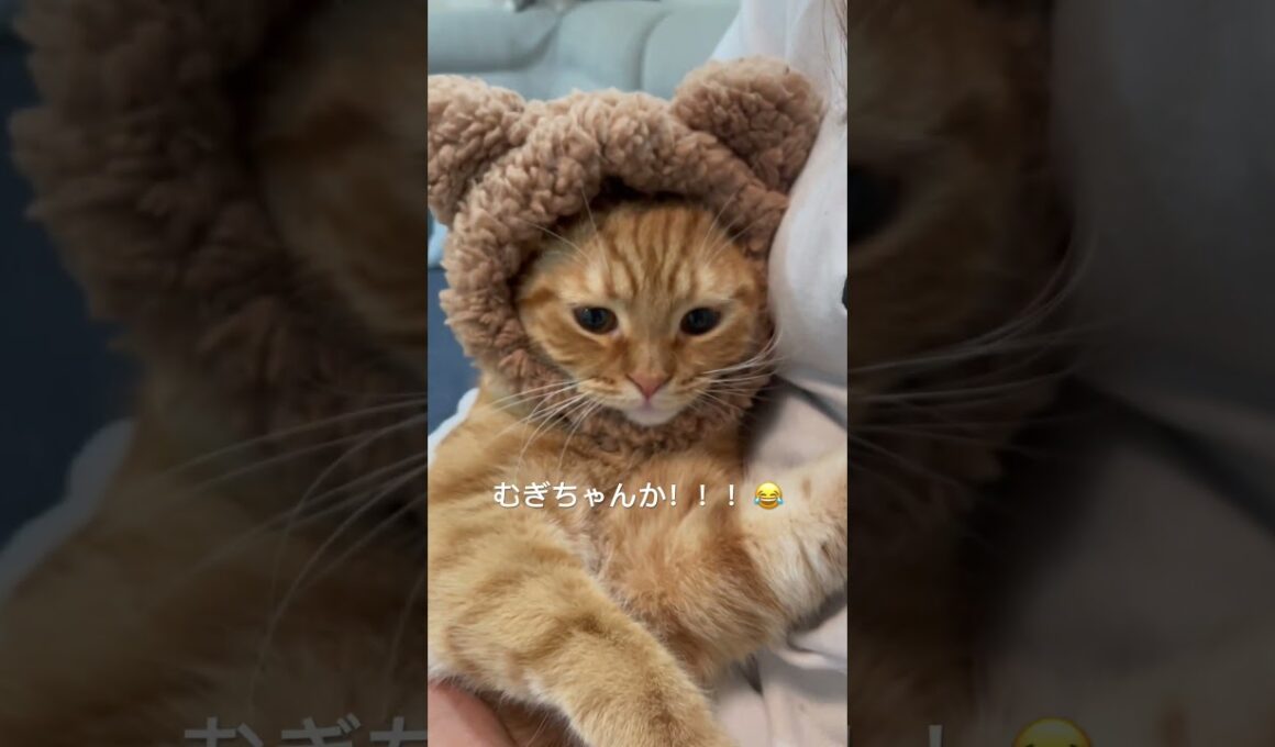 #ごまむぎちゃんねる #マンチカン #ショートレッグ #ロングレッグ #猫