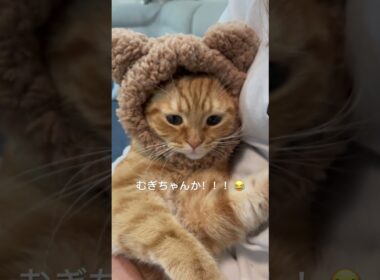 #ごまむぎちゃんねる #マンチカン #ショートレッグ #ロングレッグ #猫