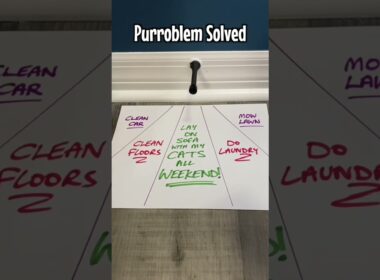 How Cat People Make Plans…