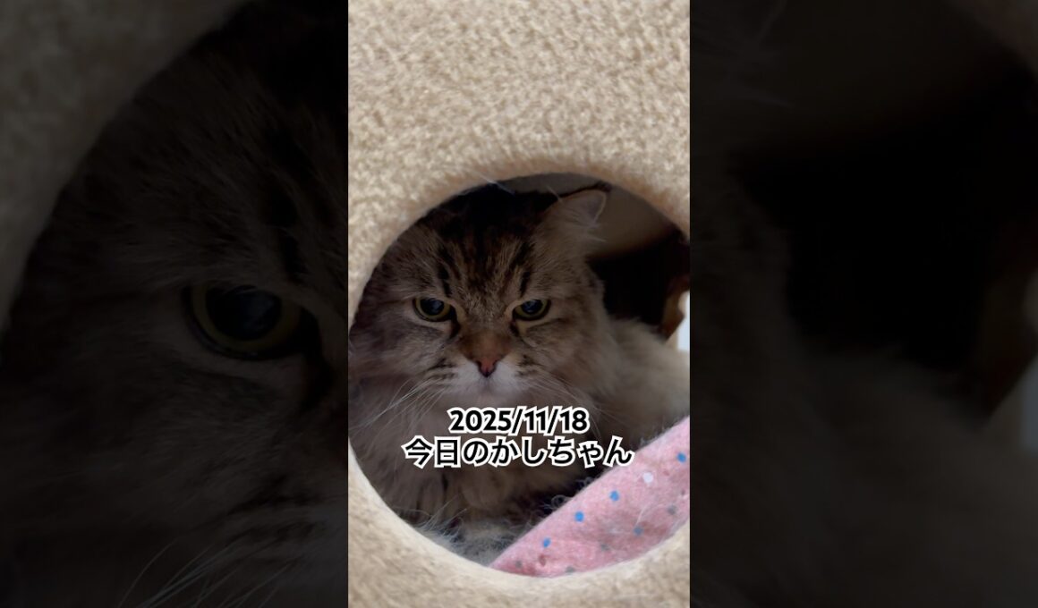2025/11/18今日のかしちゃん #猫 #ペルシャ #カシス #cat #猫のいる暮らし