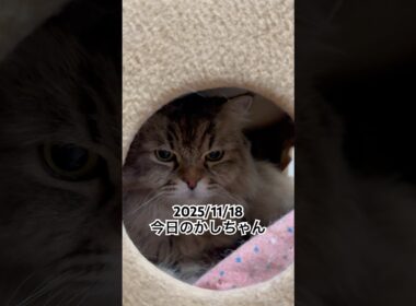 2025/11/18今日のかしちゃん #猫 #ペルシャ #カシス #cat #猫のいる暮らし