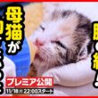 【子猫 保護】へその緒が絡まり合っていた乳飲み子…必死に繋ぐ小さな命【後編】
