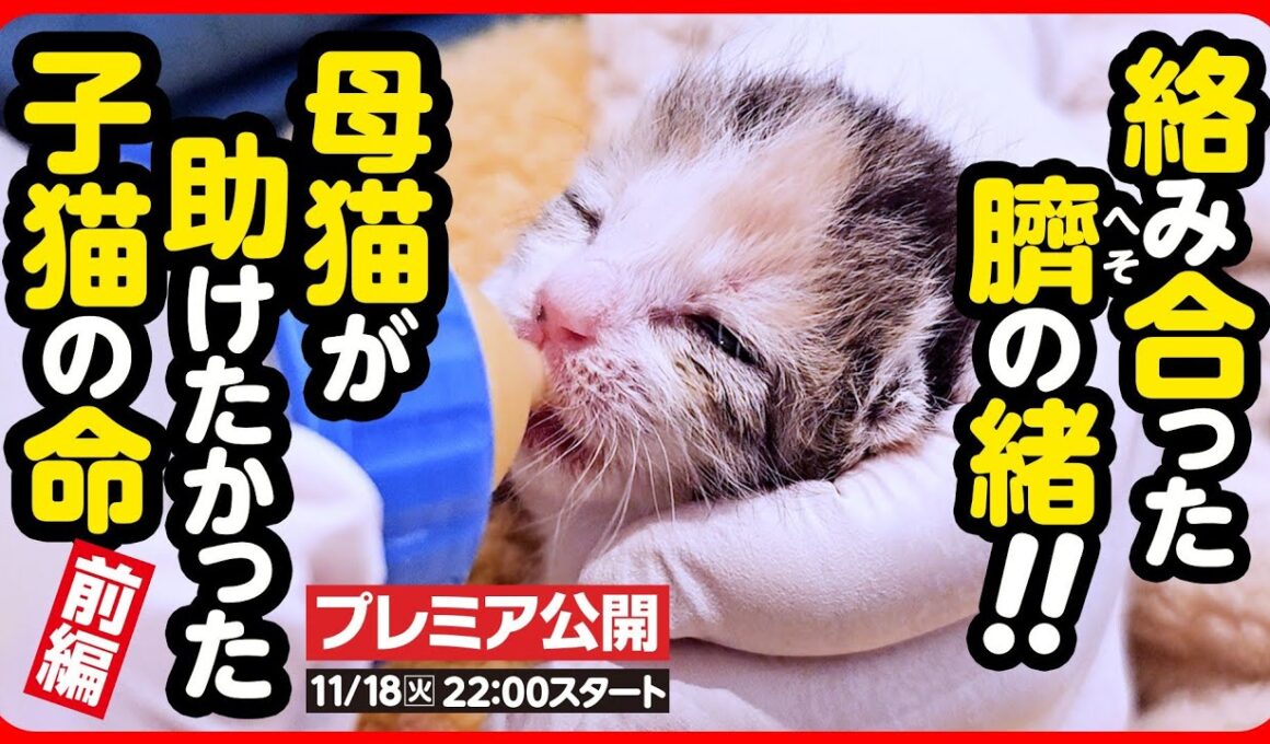 【子猫 保護】へその緒が絡まり合っていた乳飲み子…必死に繋ぐ小さな命【後編】
