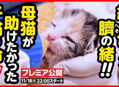 【子猫 保護】へその緒が絡まり合っていた乳飲み子…必死に繋ぐ小さな命【後編】