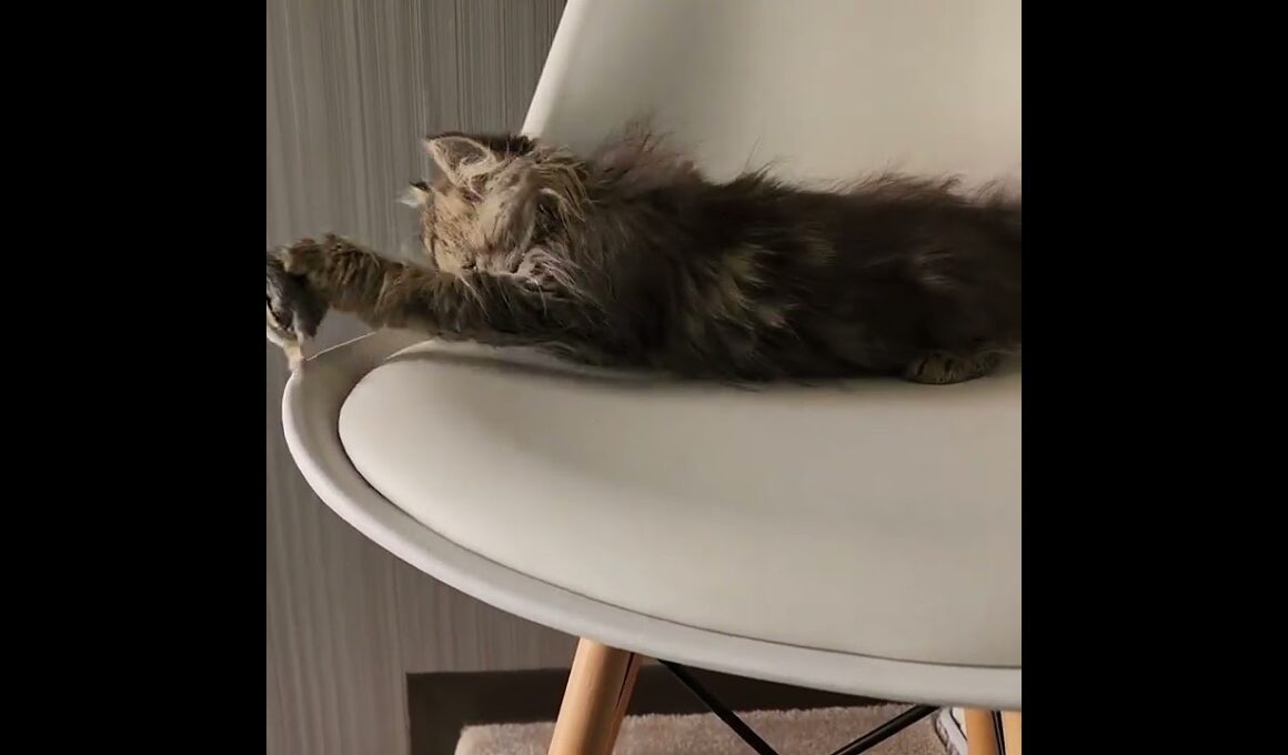 マンチカン 当店の猫ちゃんは全て韓国猫となります。ブラウンタビー（長毛）