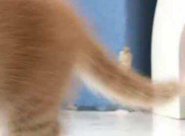 可愛い耳折れマンチカン