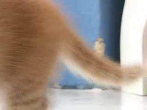 可愛い耳折れマンチカン