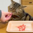 パパに「いいよ」って言われるまでお皿から食べない猫が可愛い！
