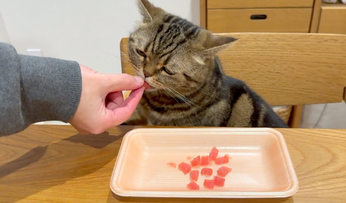 パパに「いいよ」って言われるまでお皿から食べない猫が可愛い！