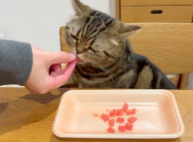 パパに「いいよ」って言われるまでお皿から食べない猫が可愛い！