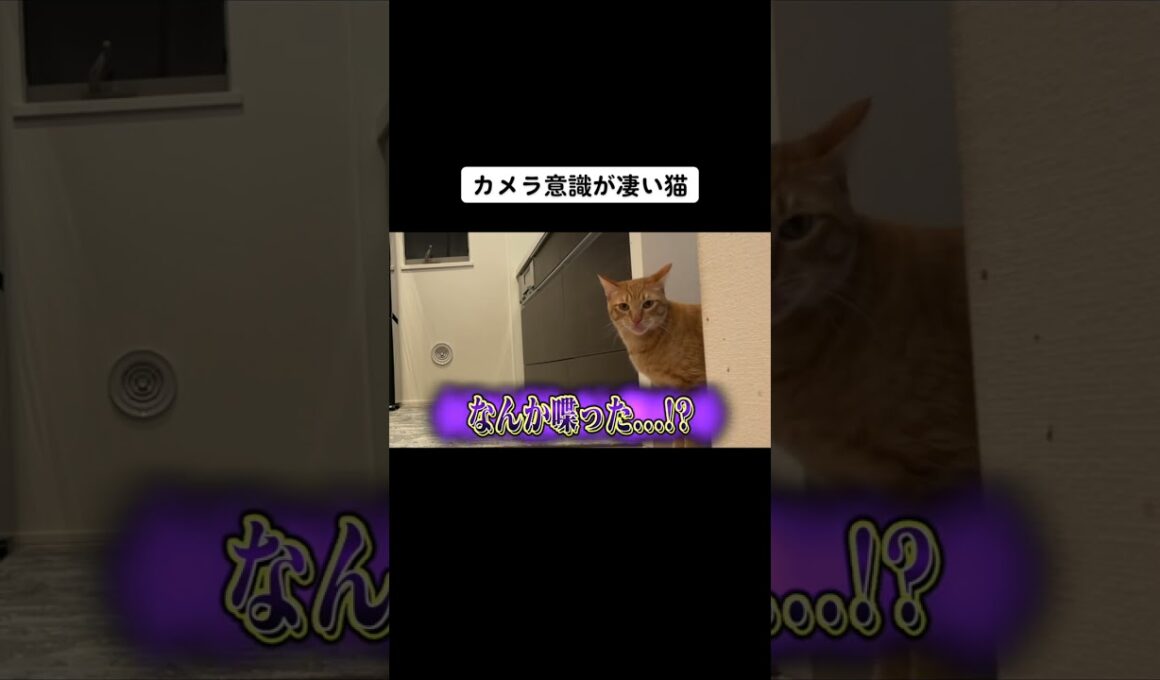 カメラ意識が凄い猫　#shorts
