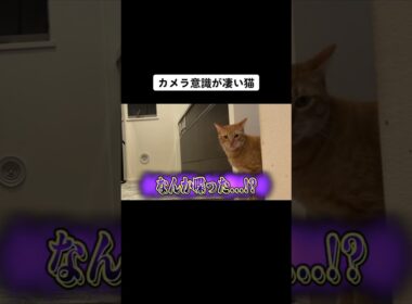 カメラ意識が凄い猫　#shorts