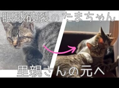 【子猫保護】眼球破裂のたまちゃん、里親さんの元へ