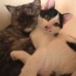大好きな先住猫を独り占めできてとっても嬉しそうな子猫