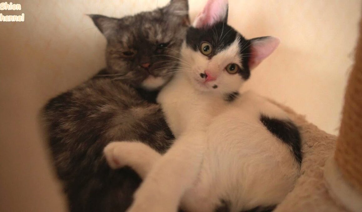 大好きな先住猫を独り占めできてとっても嬉しそうな子猫