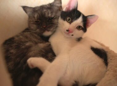 大好きな先住猫を独り占めできてとっても嬉しそうな子猫