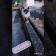 夕方の散策#猫#ねこ#cat#シャム猫#Shorts