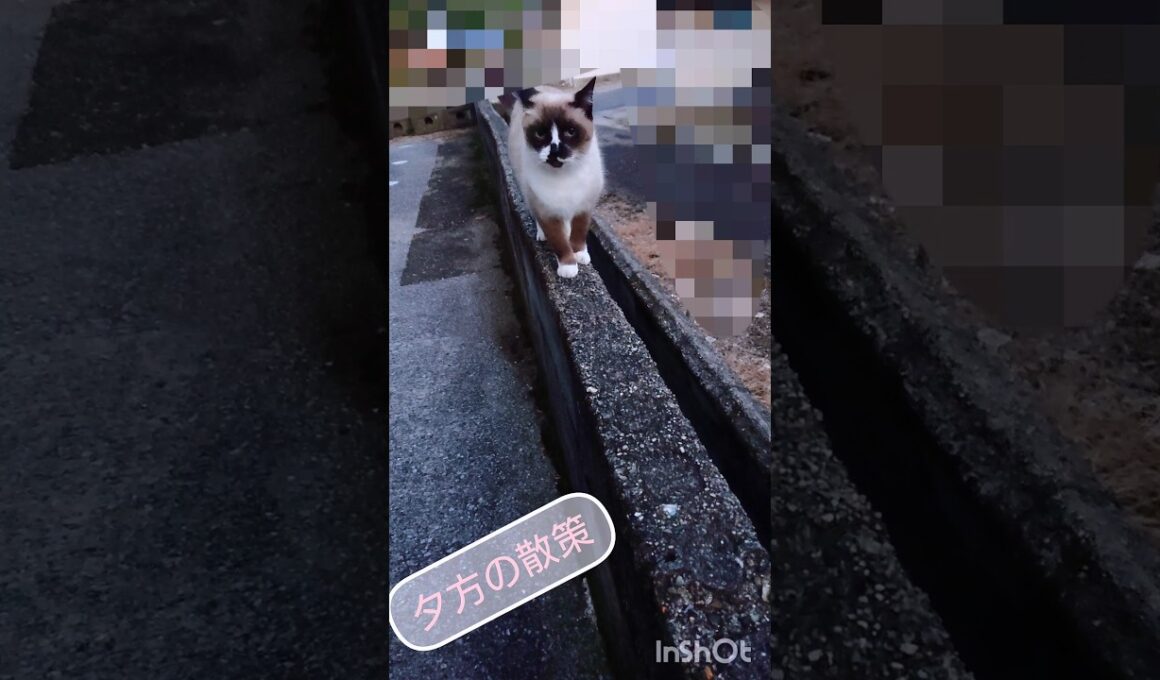 夕方の散策#猫#ねこ#cat#シャム猫#Shorts