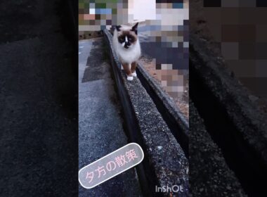 夕方の散策#猫#ねこ#cat#シャム猫#Shorts