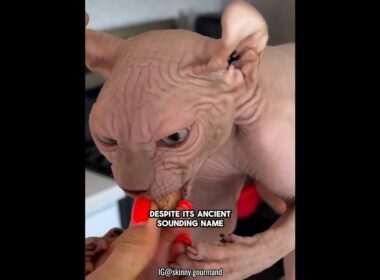 Hairless Cat The Sphinx #dndx1