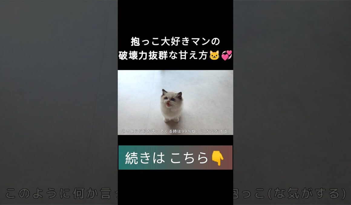 #shorts #ラグドール #子猫 #甘えん坊猫 #ぬいぐるみ猫 #ragdollcat