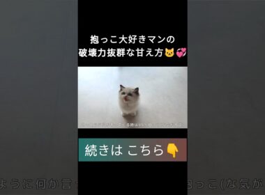 #shorts #ラグドール #子猫 #甘えん坊猫 #ぬいぐるみ猫 #ragdollcat