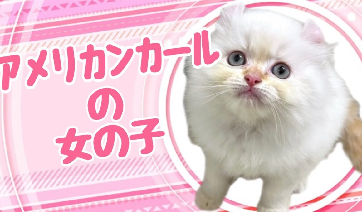 アメリカンカールの子猫　（平野瓜破）