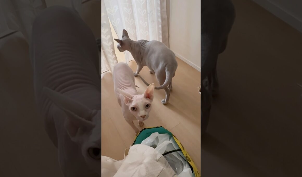 ママが帰宅したらお出迎えしてくれた猫スルタンとアレクサンドラとリンク【スフィンクス】