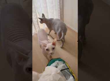 ママが帰宅したらお出迎えしてくれた猫スルタンとアレクサンドラとリンク【スフィンクス】