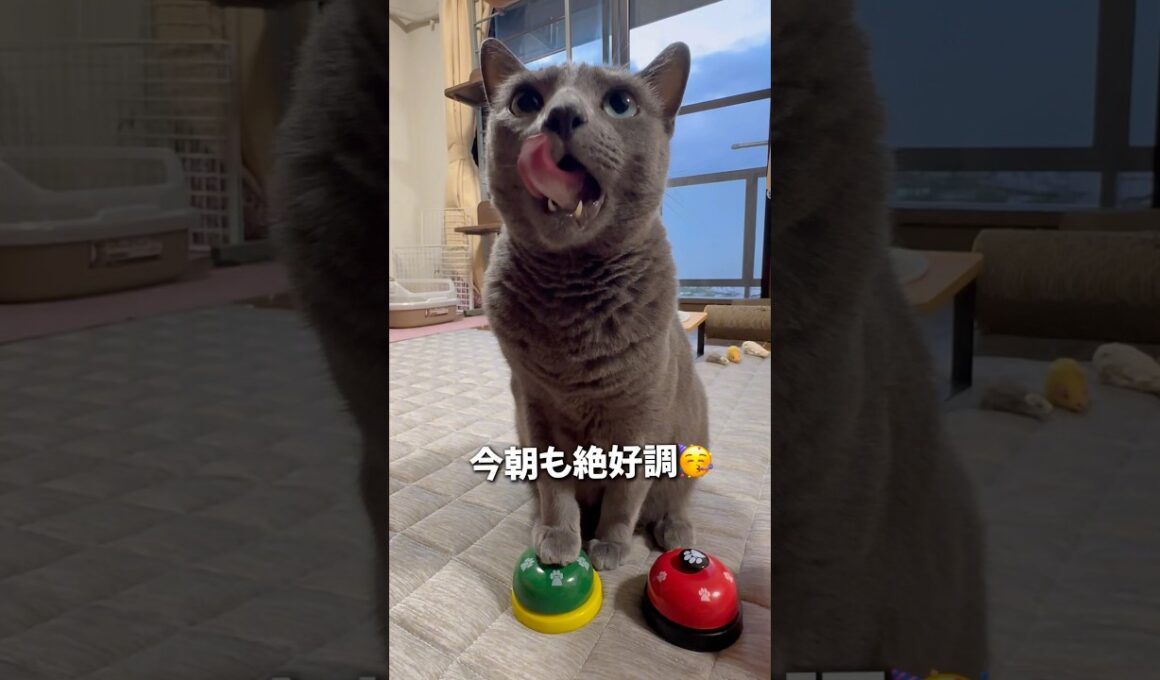 【ロシアンブルー】めろん...おねだりの邪魔される🐦‍⬛🫢今週もよろしくお願いします🥰【猫】#shorts