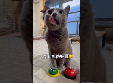 【ロシアンブルー】めろん...おねだりの邪魔される🐦‍⬛🫢今週もよろしくお願いします🥰【猫】#shorts