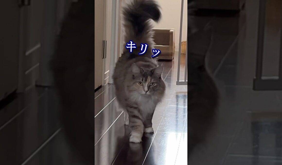 イケメンすぎる猫　#shorts #ノルウェージャンフォレストキャット #猫のきなこもち