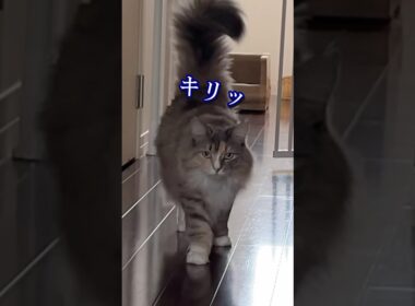 イケメンすぎる猫　#shorts #ノルウェージャンフォレストキャット #猫のきなこもち