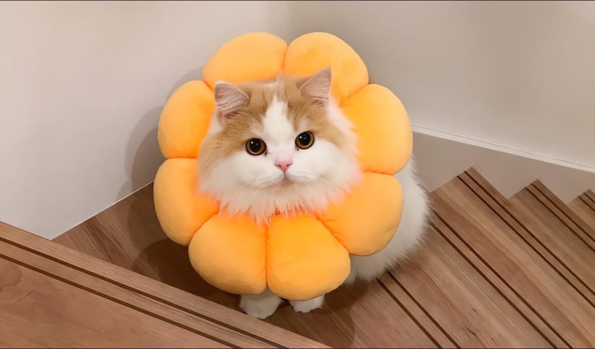 可哀想だけど、しばらくこの姿でいてもらうことになりました