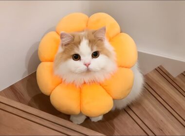 可哀想だけど、しばらくこの姿でいてもらうことになりました