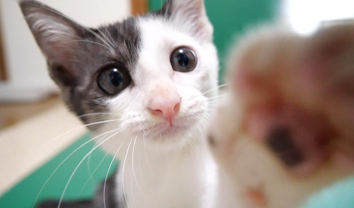 ママの抱っこで子猫がカワイイ顔で熟睡してしまう？【赤ちゃん猫　保護猫】