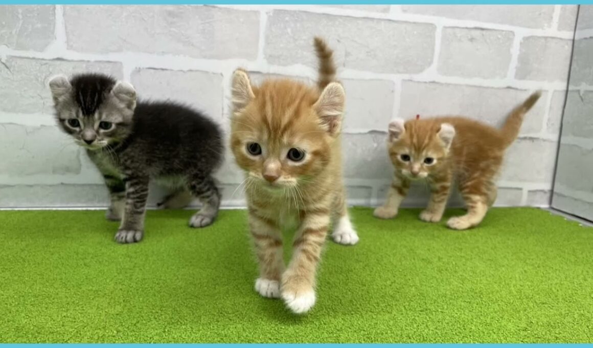 Coo&RIKU　No.00737809 アメリカンカール