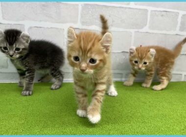 Coo&RIKU　No.00737809 アメリカンカール