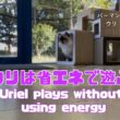 バーマン猫ウリ【ウリは省エネで遊ぶ】Uriel plays without using energy（バーマン猫）Birman/Cat