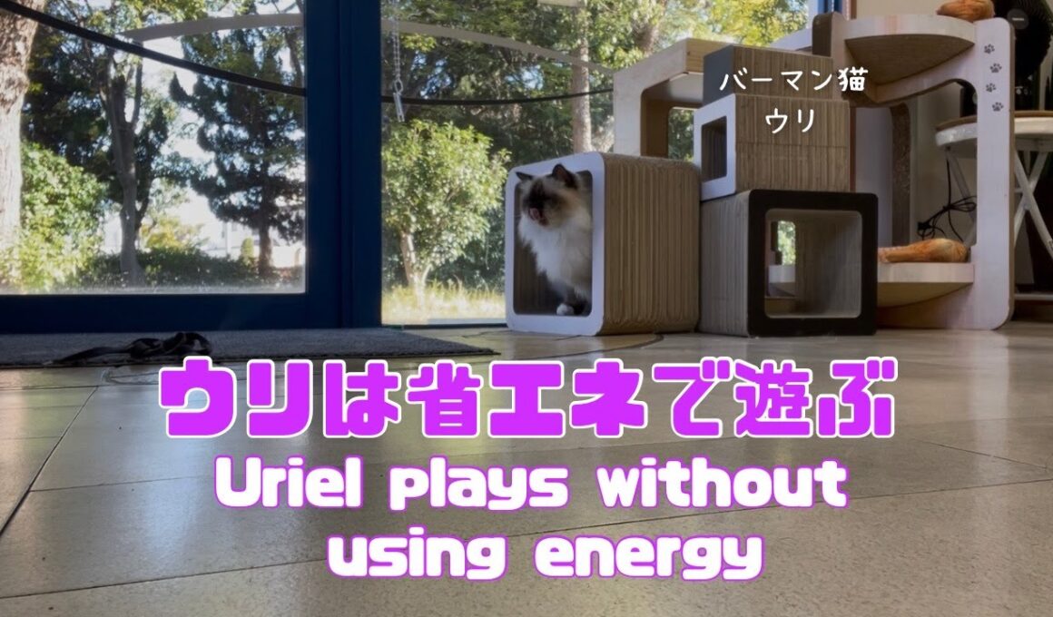 バーマン猫ウリ【ウリは省エネで遊ぶ】Uriel plays without using energy（バーマン猫）Birman/Cat