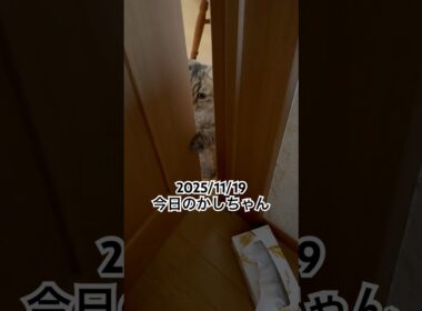 2025/11/19今日のかしちゃん #猫 #ペルシャ #カシス #cat #猫のいる暮らし