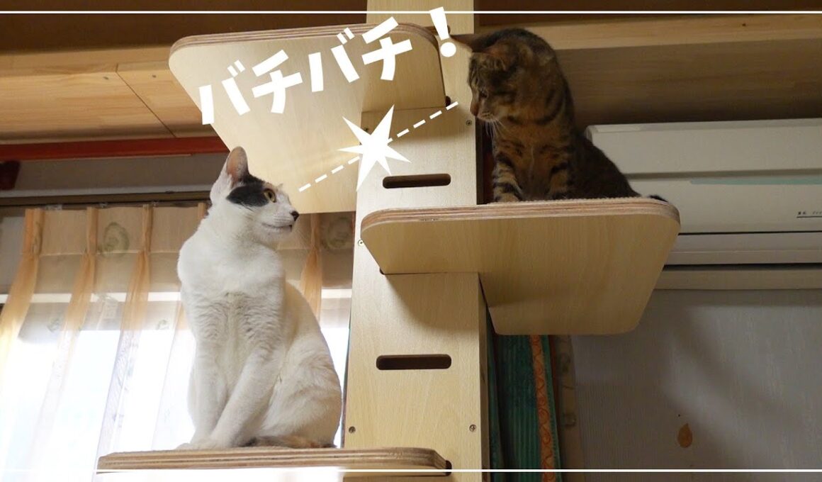 キャットウォークを賭けてこぜり合う先輩猫と後輩子猫
