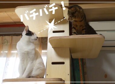 キャットウォークを賭けてこぜり合う先輩猫と後輩子猫