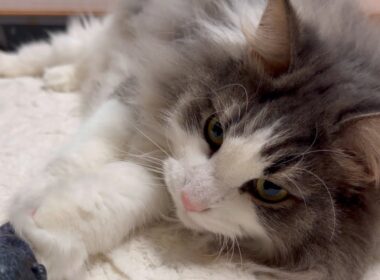 【仲良し兄弟】キャットニップで遊ぶのは、このふたりだけでしたwwwノルウェージャンフォレストキャットとターキッシュアンゴラ