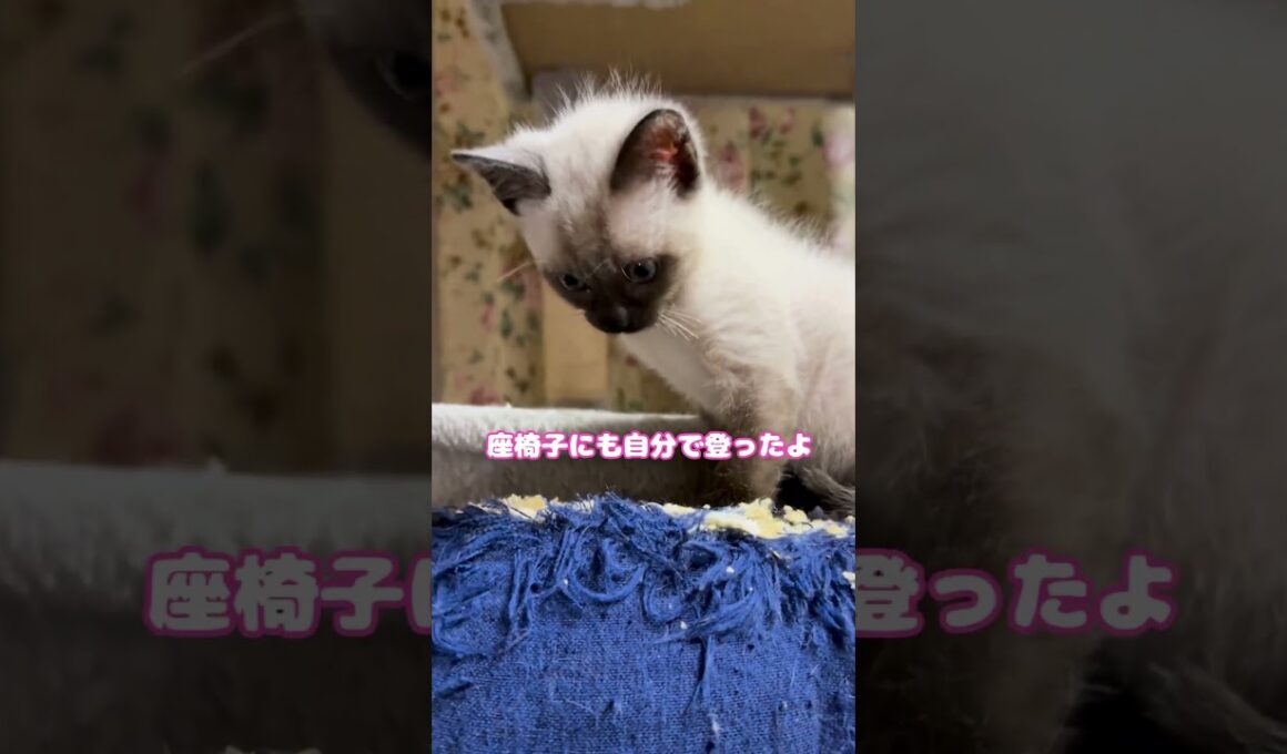 シャム系猫ハクくんのお仕事👮‍♂️ #保護猫　#子猫　#cat #youtube #youtubeshorts #shorts #かわいい