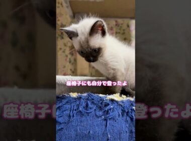 シャム系猫ハクくんのお仕事👮‍♂️ #保護猫　#子猫　#cat #youtube #youtubeshorts #shorts #かわいい