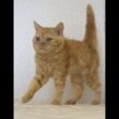 セルカークレックス子猫　Selkirk Rex　2025.5.28産まれ　レッドタビー　巻き毛　男の子　シーダキャット猫のお店