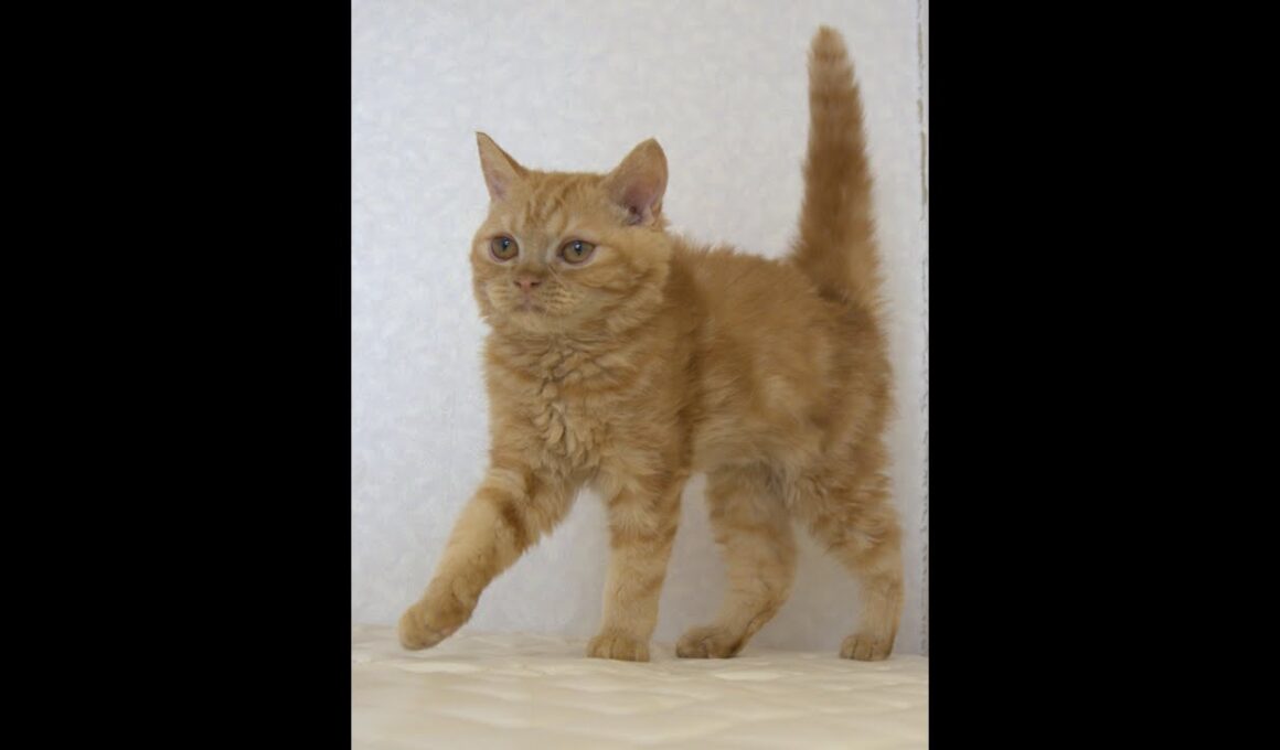 セルカークレックス子猫　Selkirk Rex　2025.5.28産まれ　レッドタビー　巻き毛　男の子　シーダキャット猫のお店
