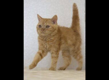 セルカークレックス子猫　Selkirk Rex　2025.5.28産まれ　レッドタビー　巻き毛　男の子　シーダキャット猫のお店